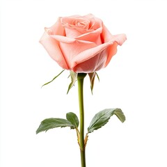 Single peach-colored rose, isolated on white