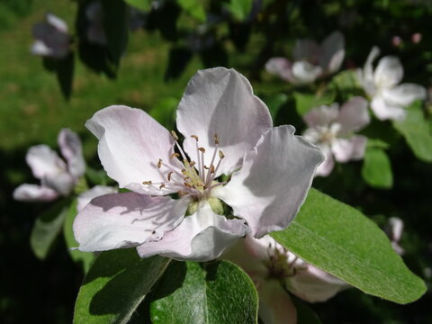 Quince tree