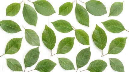 Fototapeta premium green leaves background