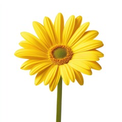 Naklejka premium Single vibrant yellow gerbera daisy against white background