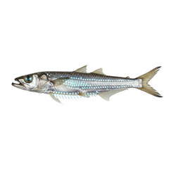 Naklejka premium Perfectly preserved deep-sea Hatchetfish in direct front view, its silvery body and distinct rows of glowing bioluminescent photophores on transparent background. Scientific marine biology concept
