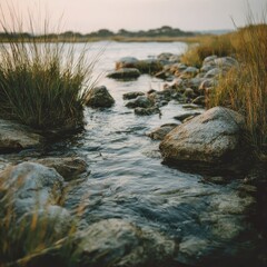 Tranquil stream flowing over rocks amidst tall grass