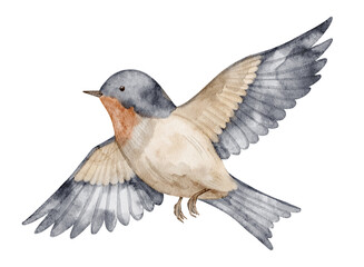 Swallow bird with open wings painted in watercolor. Illustration of Sparrow or Robin for nursery posters. drawing of Finch for childish forest design. Art of woodland animal. Sketch of songbird.