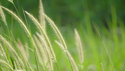 Soft green grass with delicate seed heads