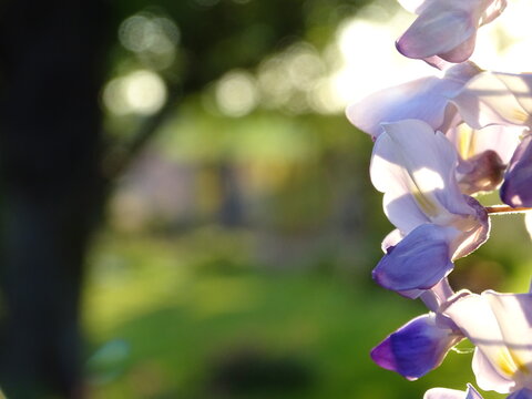 purple orchid flower
