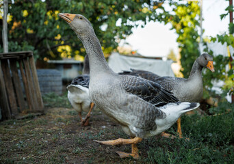 A closeup of the graylag geese walking on the lawn  Anser anser 