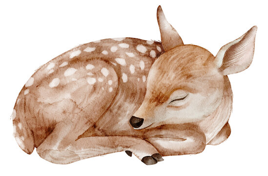 Sleeping Fawn painted in watercolor. Illustration of little deer for nursery posters or Baby shower greeting cards or invitations. Art of forest animal. Sketch of woodland cub for autumn design.