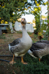 Close-up of standing grey domestic goose. agriculture concept.