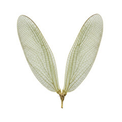 Single pristine pale green lacewing wing with intricate lace-like venation on a stark white background, top-down macrophotography studio shot, concept of natural intricate beauty