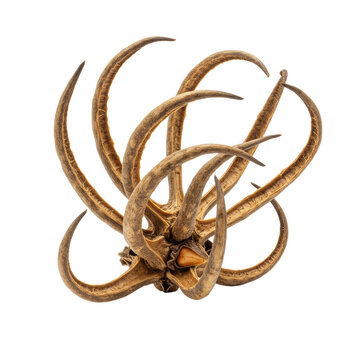 Dried Devil's claw pod, Harpagophytum procumbens, with woody texture and hook-like appendages, earthy brown on plain white background, no shadows. Scientific botanical study