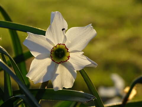 White flower