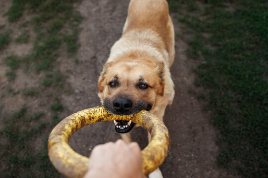 Big red dog playing tug of war with owner. close-up, dog's mouth. walking with pets - Powered by Adobe