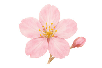 A delicate watercolor-style illustration of a single light pink cherry blossom flower and a gentle bud, capturing the serene essence of spring isolated on a transparent background