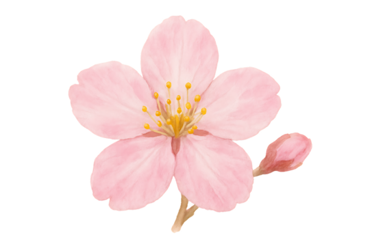A delicate watercolor-style illustration of a single light pink cherry blossom flower and a gentle bud, capturing the serene essence of spring isolated on a transparent background