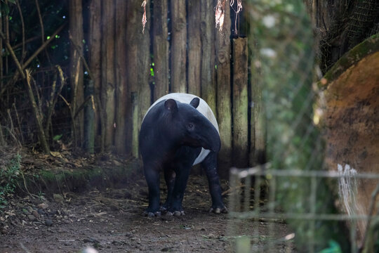 A Malayan tapir stands in its enclosure, surrounded by natural foliage and rustic wooden fencing. The animal's distinctive black-and-white color pattern contrasts beautifully with its environment.