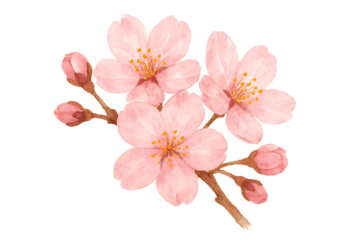 An enchanting watercolor illustration of a pink cherry blossom branch with three open flowers and several buds, embodying a serene and romantic spring day isolated on a transparent background
