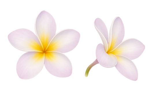 A duo of beautiful white and pink frangipani flowers, one facing forward and the other in profile, showing off their delicate and graceful form isolated on a transparent background