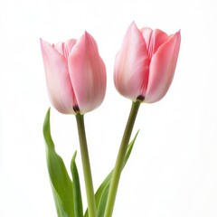 Fototapeta premium Two delicate, light pink tulips against a white background