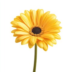 Single vibrant yellow gerbera daisy, centered on white background