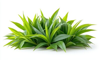 Obraz premium spider plant isolated on a white background, showcasing its lush, vibrant green leaves and air-purifying qualities, Generative AI