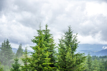 tree tops and cloudy skies in the mountains