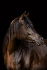 Obraz premium Elegant Arabian horse portrait on black background