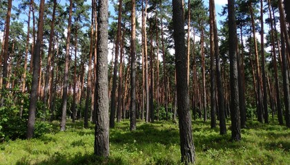 Obraz premium Pine Forest, Sunlight, Ground-level View