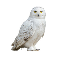 Majestic adult Snowy Owl (Bubo scandiacus) with transparent plumage and yellow eyes, standing regal on a seamless transparent background, concept of wildlife elegance in studio setting