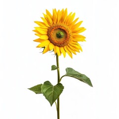 Single sunflower against white background (9)