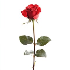 Single red rose, upright against white background