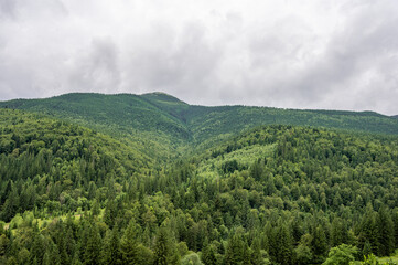 forest in the mountains