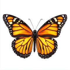 Fototapeta premium Monarch butterfly, vibrant orange wings with black markings, isolated on white