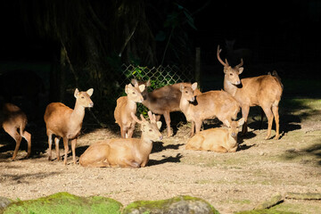 A group of deer, including a young one with antlers, stands and rests in their enclosure. Sunlight...