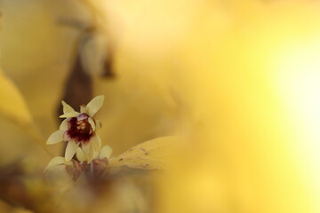 fiore di calicanto in inverno © Simona