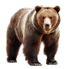 Obraz premium Brown bear stands centered against white background