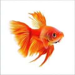 Vibrant orange betta fish, side profile,  against white background