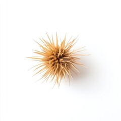 Dried, light-tan toothpick cluster, radiating from a central point