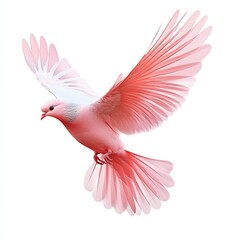 Fototapeta premium Pink dove in flight against white background