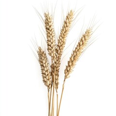 Close-up of several wheat stalks against a white background