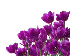 Fototapeta premium A cluster of purple tulips with green stems against a white background space