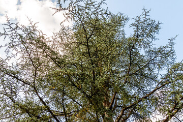 Cedrus atlantica pertenece a la familia de Pinaceae.