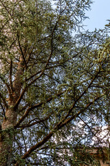 Cedrus atlantica pertenece a la familia de Pinaceae.