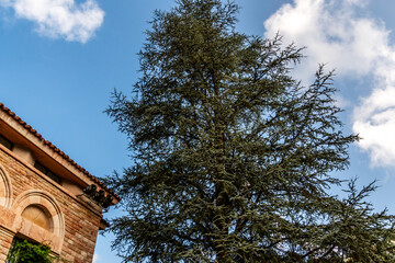 Cedrus atlantica pertenece a la familia de Pinaceae.