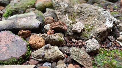 Moss on Rocks and Ruins