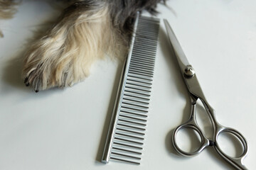 Grooming tools for dog care including a comb and scissors beside a furry paw