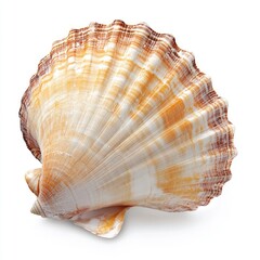 Obraz premium Close-up of a scallop shell, light brown and beige, fan-like, smooth, on white background