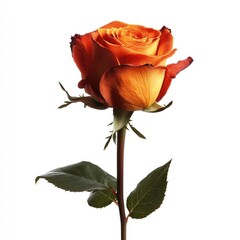 Single vibrant orange-red rose, stem and leaves against white (1)