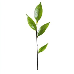 Close-up of a green stem with leaves against white