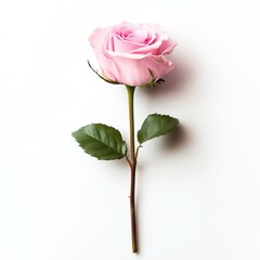 Single pale pink rose on white background