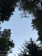 a flowering tree in the spring season